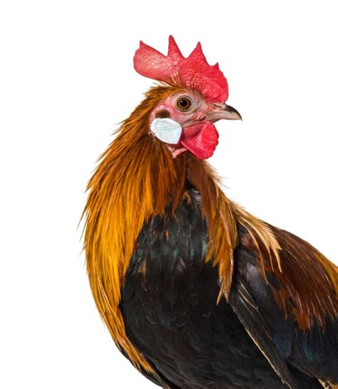 Miniature Gamefowls Unveiled: A Comprehensive Guide to .